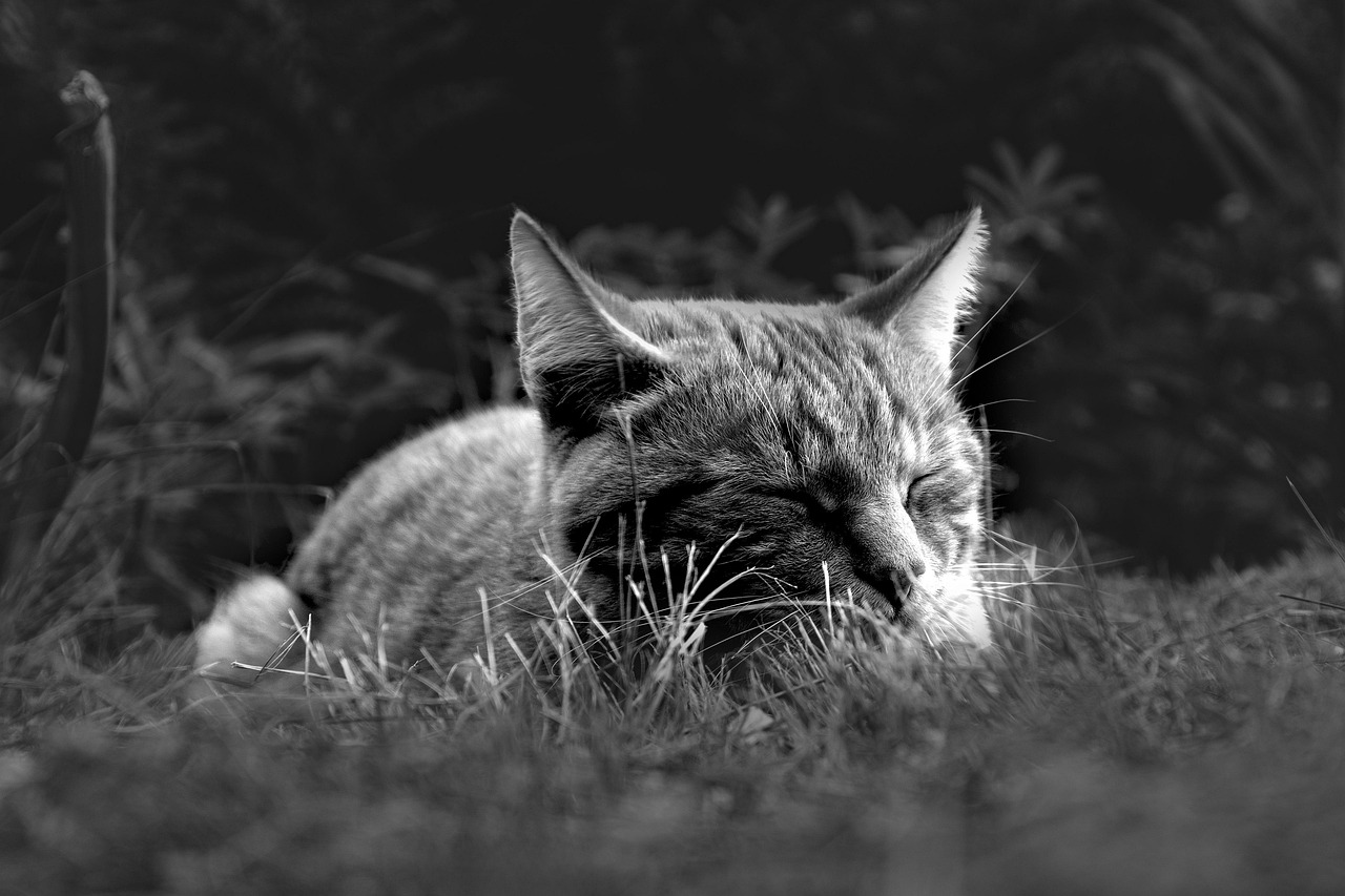 睡眠不足がAGAに与える影響とは？