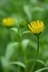 産後の抜け毛を改善するための薬はどれが効果的？