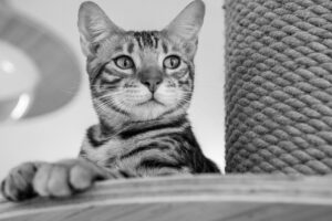 発毛クリニックとサロンの違いを比較するとどちらが効果的？