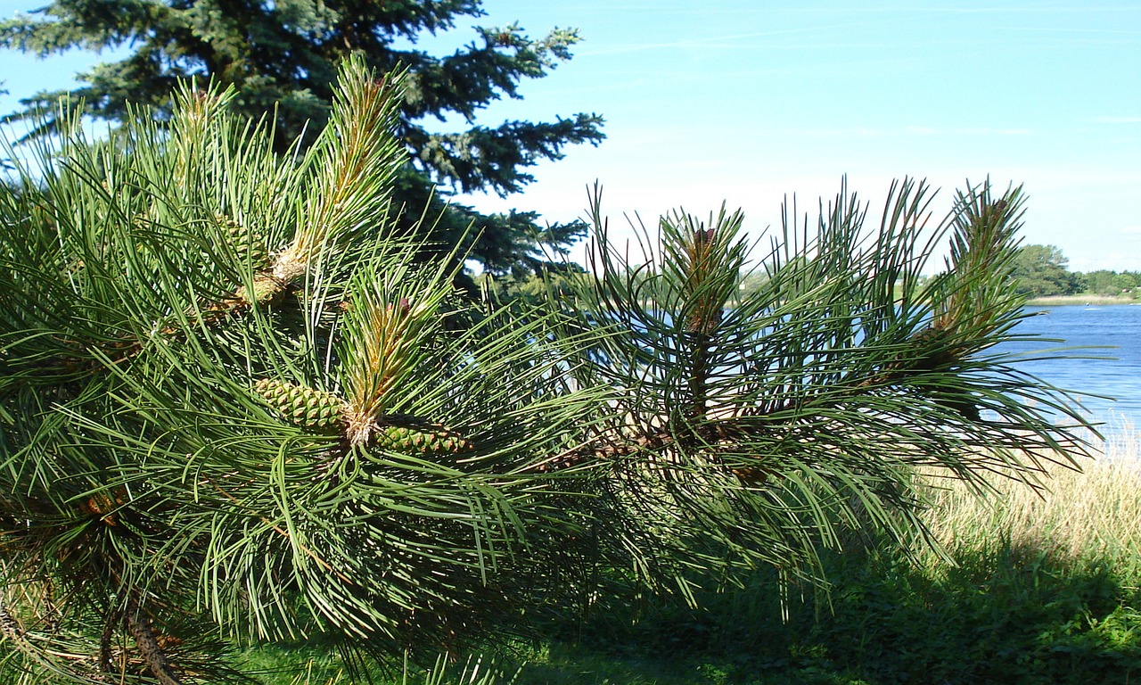 円形脱毛症とAGAの見分け方はどのようにするべき？