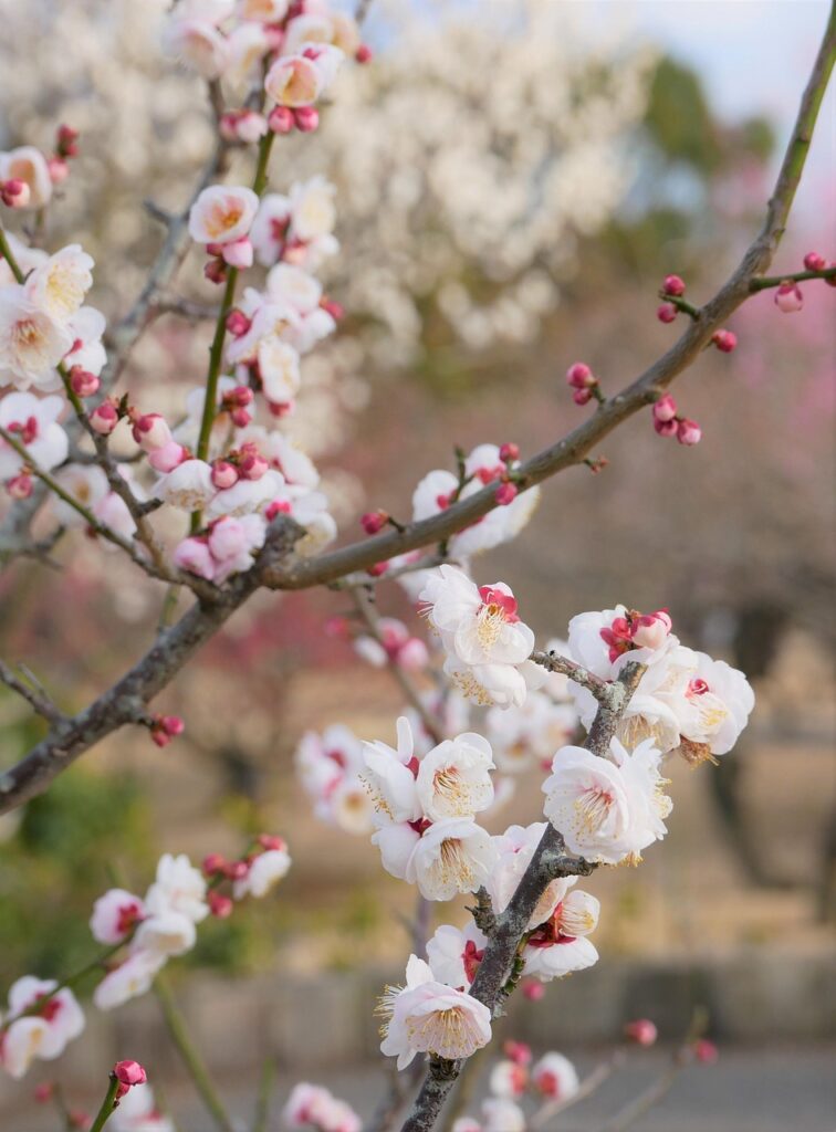 AGA治療の月額はいくらかかるの？
