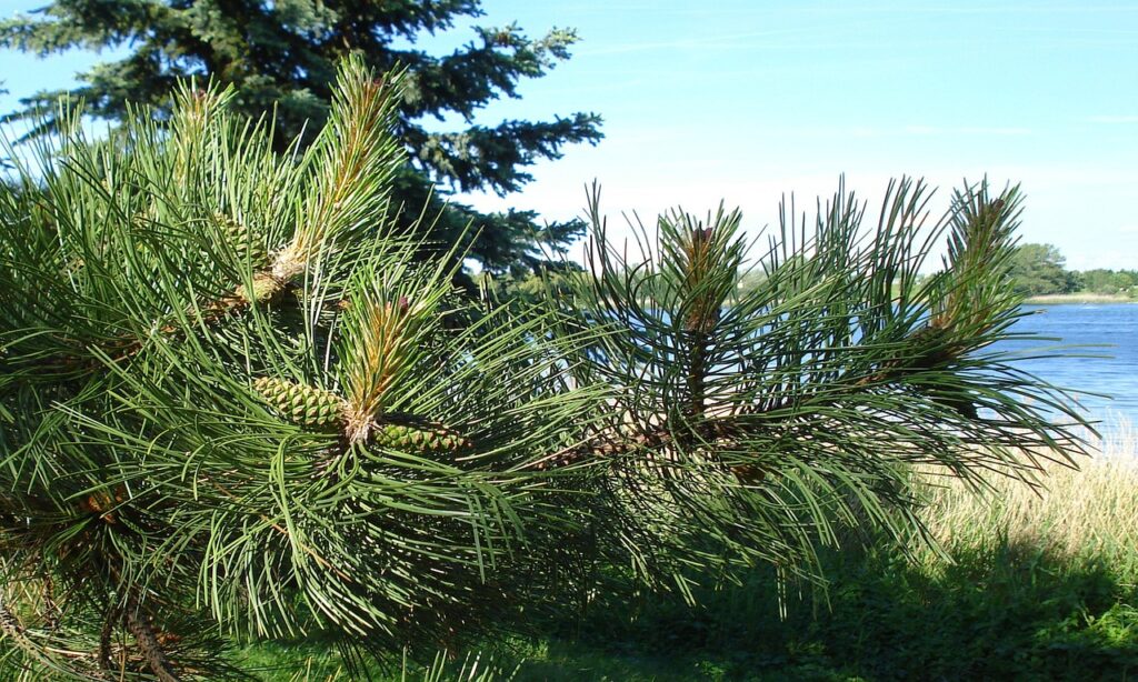 AGA治療の費用と効果を比較する際に知っておくべきポイントは？