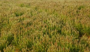 ミノキシジル内服の効果は本当にあるのか？