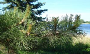 AGA治療における外用薬の効果とは？