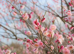 名古屋でAGA治療を受ける際のおすすめクリニックは？