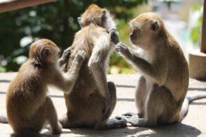 ミノキシジル外用でのかゆみや赤み、効果的な対処法は？