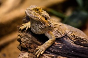育毛サプリでつむじのボリュームを増やす方法は？