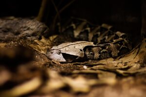 育毛サプリの危険性とは何か、知っておくべきことは？