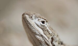 育毛サプリは男性にどれだけ効果があるのか？