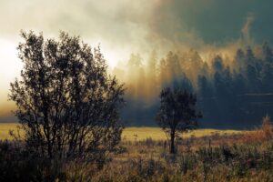 薄毛の治療は初期の段階でどれくらい効果があるの？