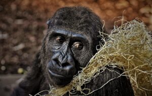 ゴリラクリニックのゴリラ発毛、返金保証の条件は何？